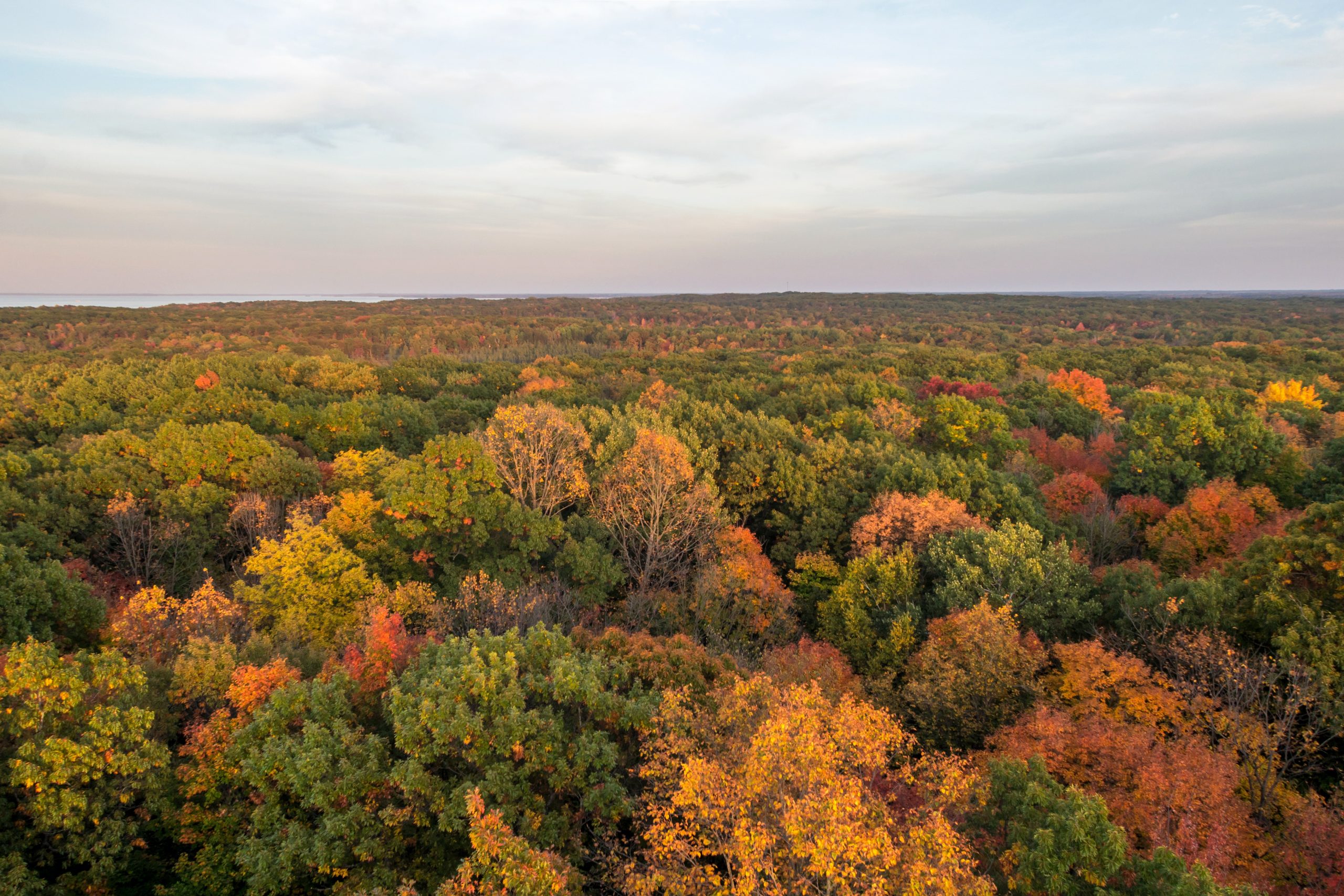 A photo of trees displaying fall colors